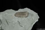 Nice Inch Prone Flexi Trilobite - Indiana #492-6